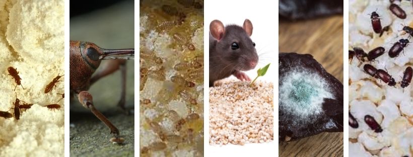 Keep rodents, bugs and mould away from your food items.